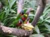 parrots_small.jpg
